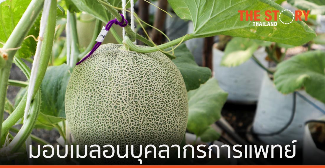 สท. – สวทช. ผนึก นาวิต้าฟู้ดส์ฯ ลุยเก็บเมลอน มอบบุคลากรทางการแพทย์สู้โควิด-19