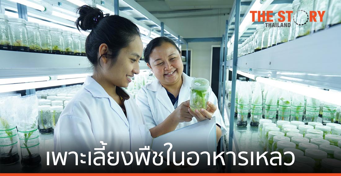 ไบโอเทค พัฒนา "ระบบเพาะเลี้ยงพืชในอาหารเหลว"