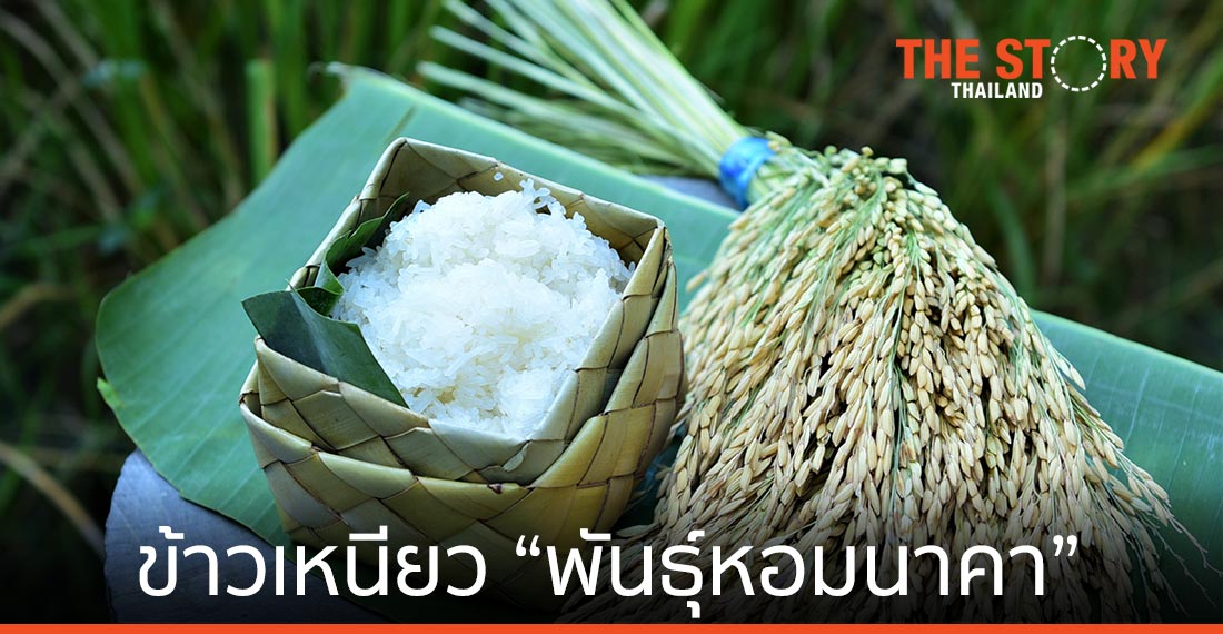 ไบโอเทค สวทช. ถ่ายทอดข้าวเหนียว “พันธุ์หอมนาคา”
