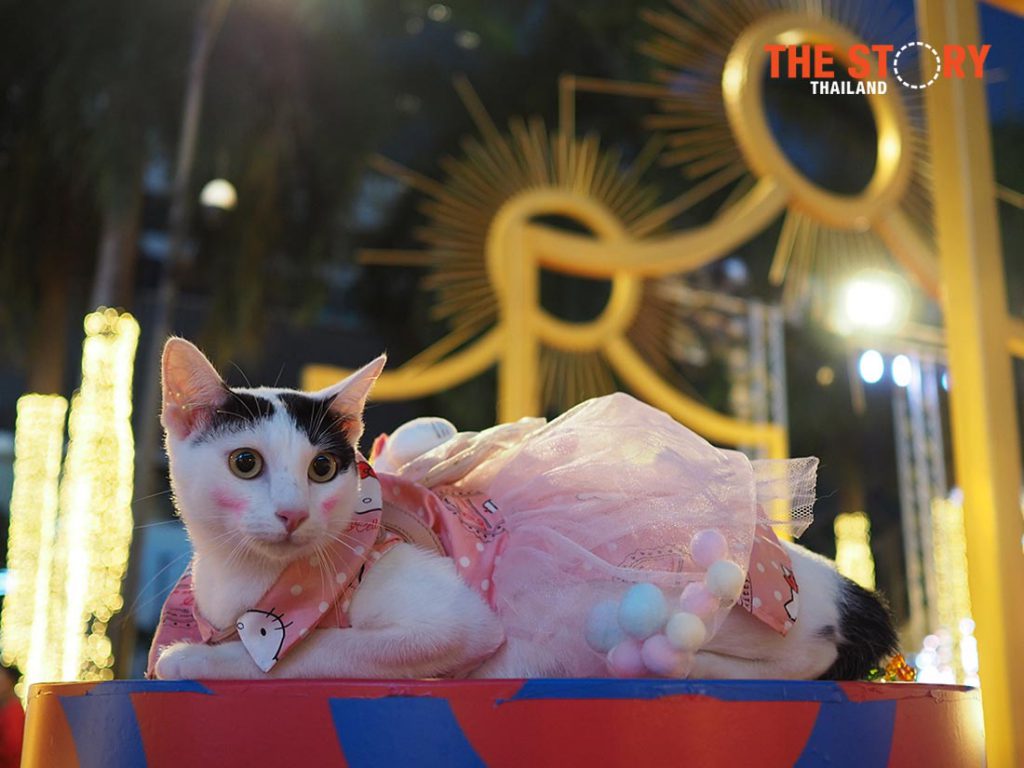 เซ็นทรัลเวิลด์จัดต้นคริสต์มาส-ประดับไฟ ส่งความสุขปลายปี เริ่ม 24 พ.ย. นี้