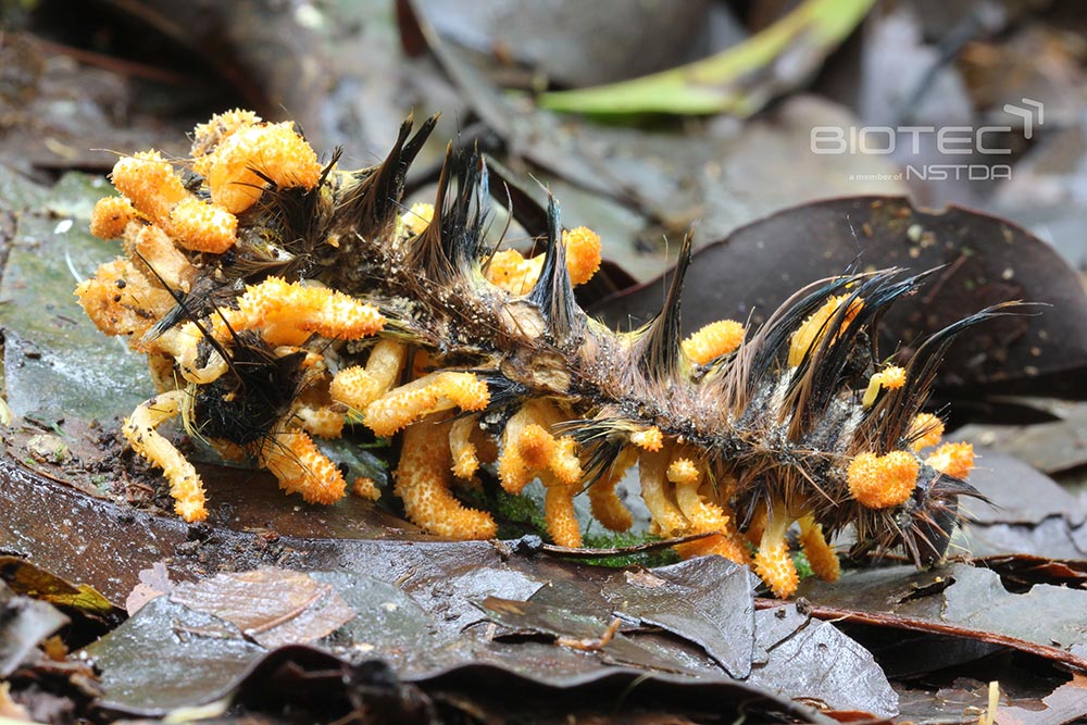 ไบโอเทค-สวทช. พบราแมลงชนิดใหม่ของโลก 47 สายพันธุ์