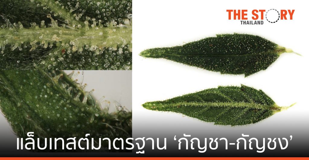 สวทช. เปิด Lab ทดสอบมาตรฐาน ‘กัญชา-กัญชง’