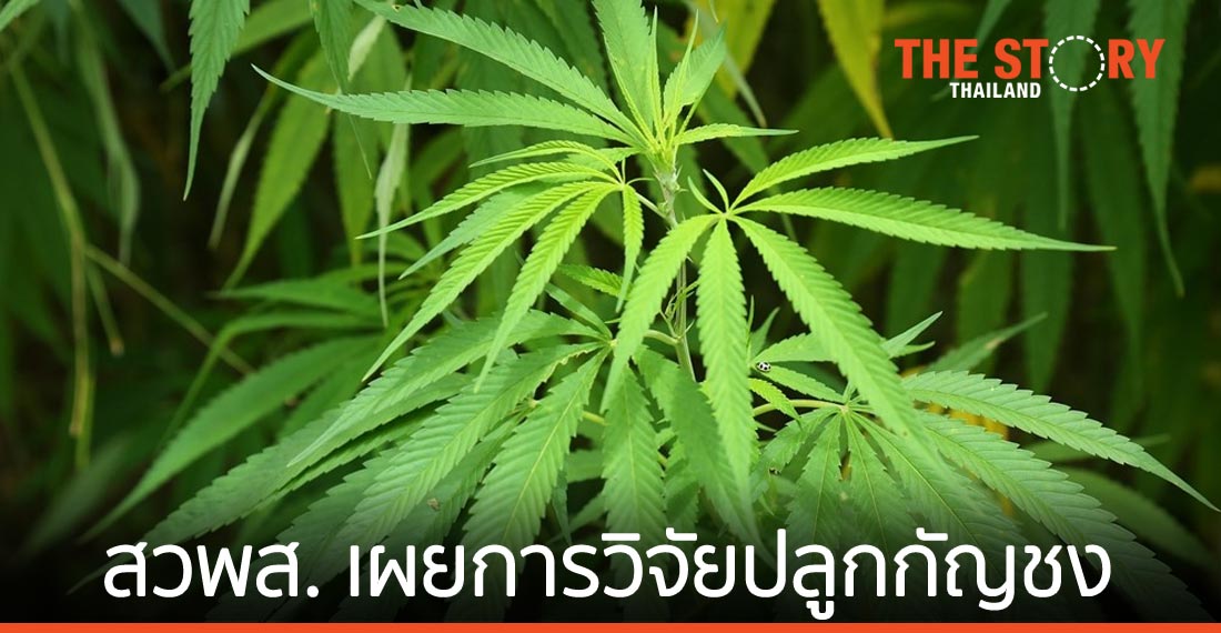 สวพส. เผยการวิจัยและพัฒนาการปลูกกัญชง คาดเคาะราคาเมล็ดพันธุ์ เม.ย. 64