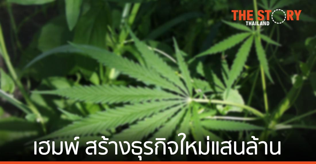 เคลิ้มไปกับเฮมพ์ สร้างธุรกิจใหม่แสนล้าน