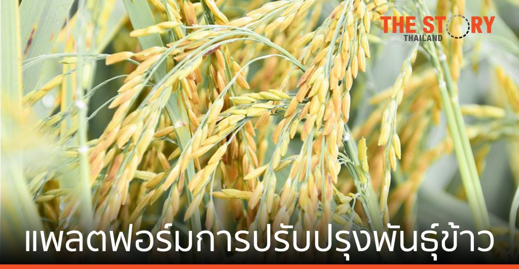 ไบโอเทค-สวทช.–ม.เกษตรฯ พัฒนาแพลตฟอร์มปรับปรุงพันธุ์ข้าวให้ทนต่อสภาวะเครียด