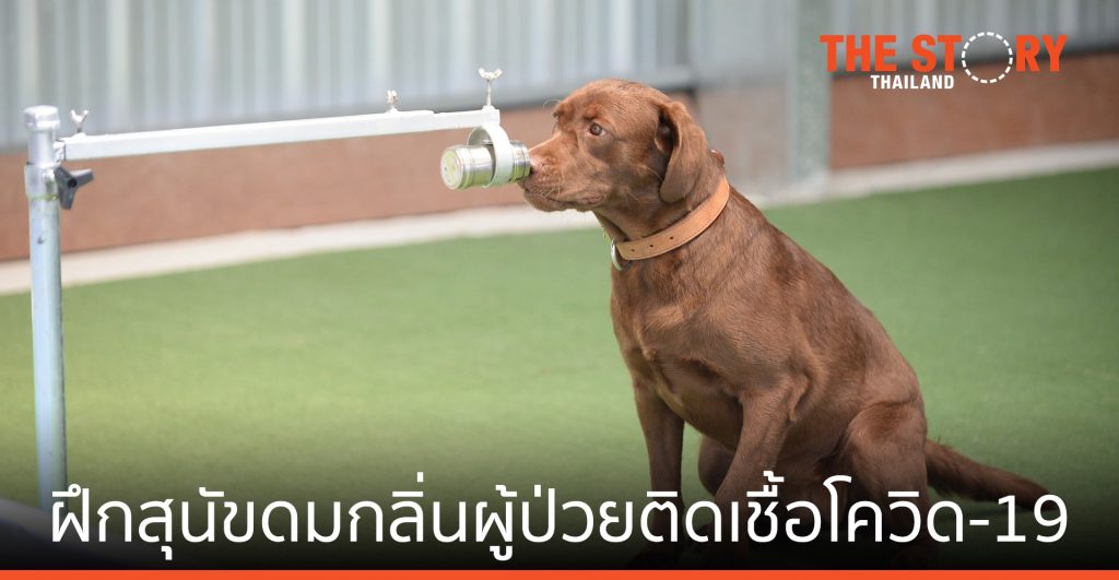 เชฟรอน-จุฬา  ฝึกสุนัขดมกลิ่นผู้ป่วยติดเชื้อโควิด-19 ไม่แสดงอาการ แม่นยำ 94.8%