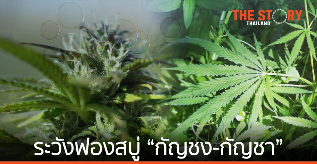 ระวังฟองสบู่ “กัญชง-กัญชา”