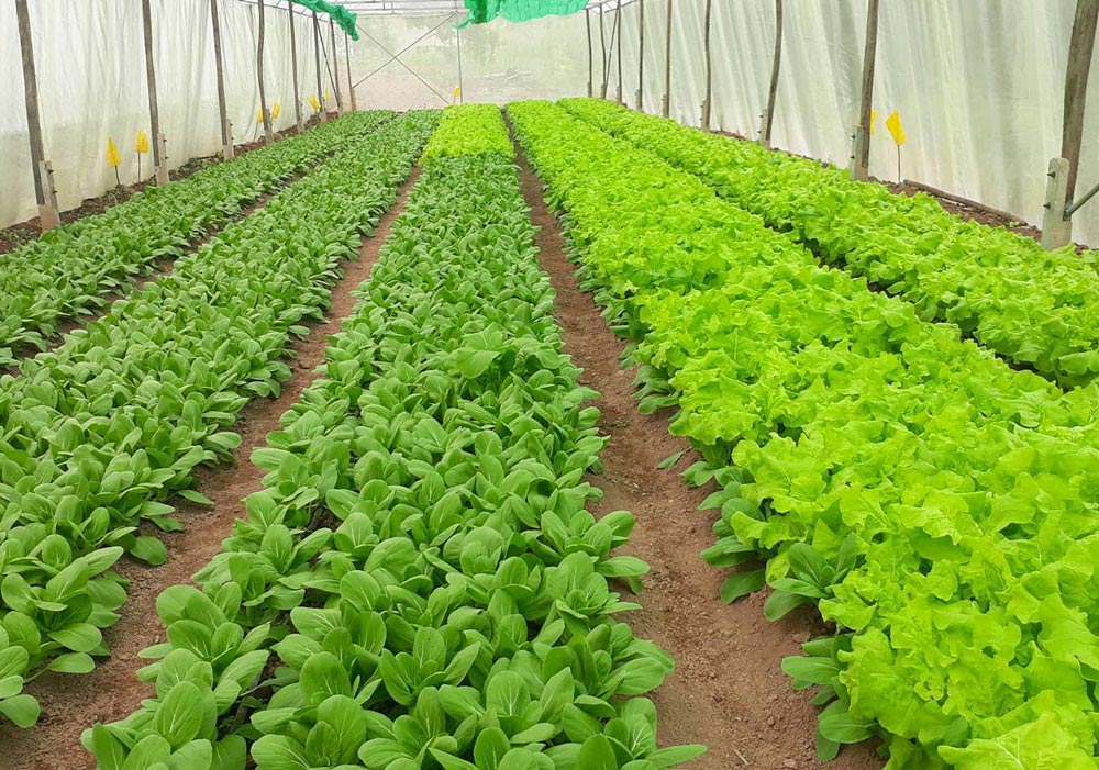 สวพส.โชว์ผลงานชุมชนแม่จริม “ชุมชนลดการเผาด้วยวิถีเกษตรตามแนวทางโครงการหลวง”