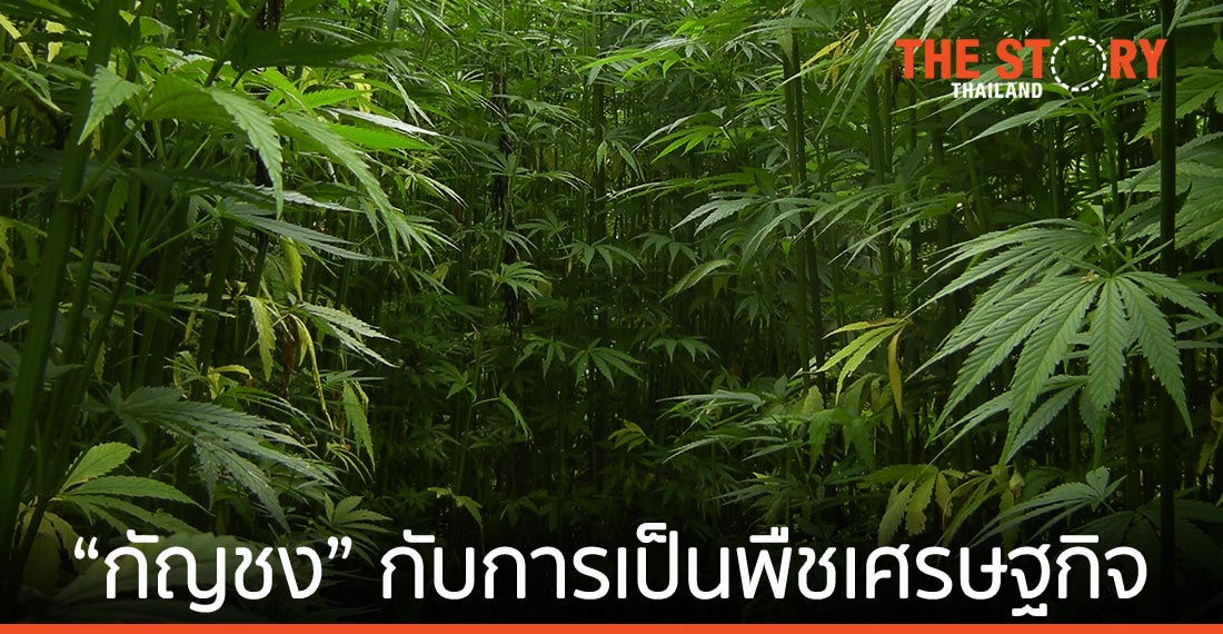 กัญชง … จะเป็นพืชเศรษฐกิจแห่งอนาคต ยังขึ้นกับหลายเงื่อนไข