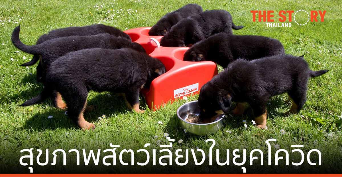 โรยัล คานิน สนับสนุนสุขภาพสัตว์เลี้ยงในยุคโควิด