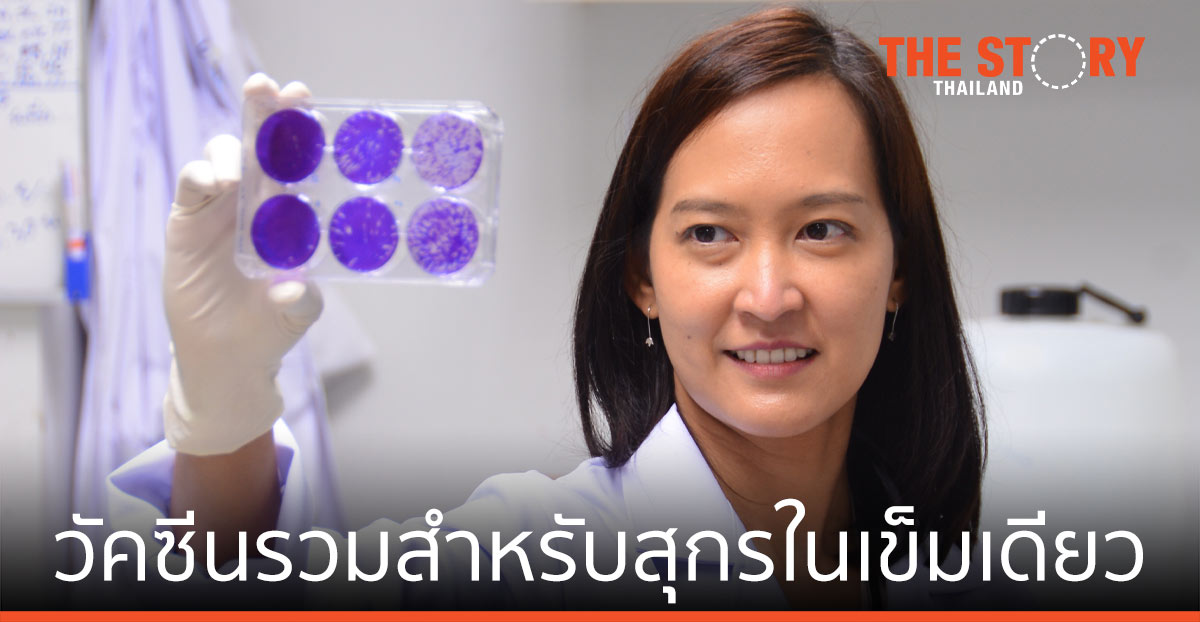 ไบโอเทค สวทช. พัฒนาวัคซีนรวม สำหรับสุกรในเข็มเดียว  ป้องกัน ไวรัส นิปาห์-พีอาร์อาร์เอส