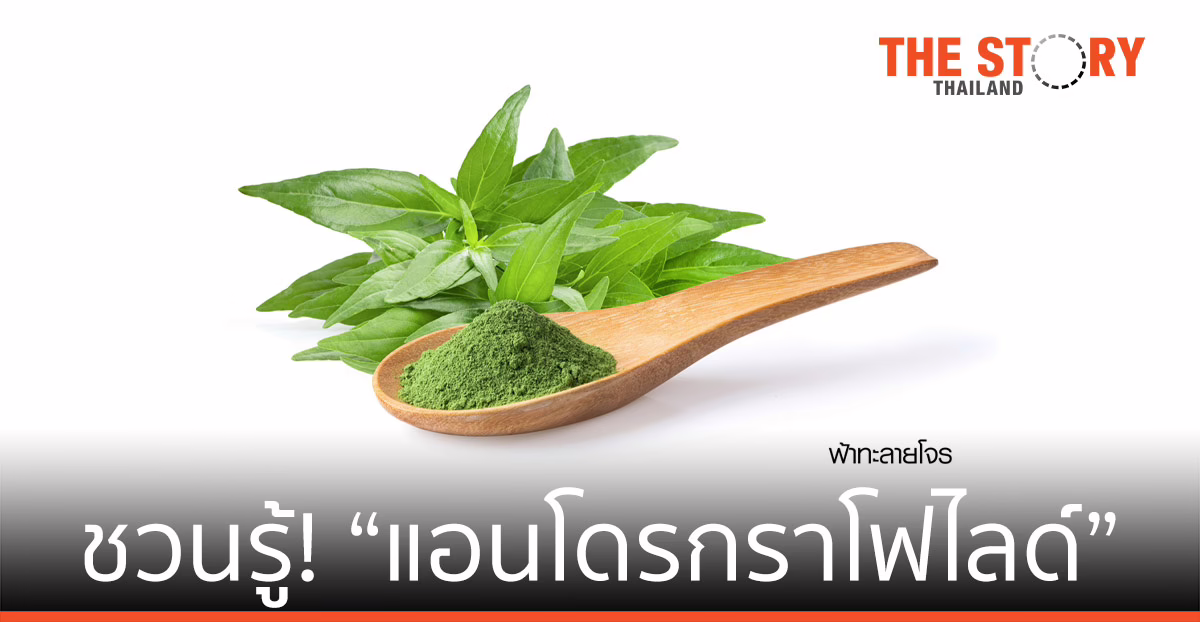 ชวนรู้ “แอนโดรกราโฟไลด์”  ใน ฟ้าทะลายโจร ฮีโร่สมุนไพรไทย