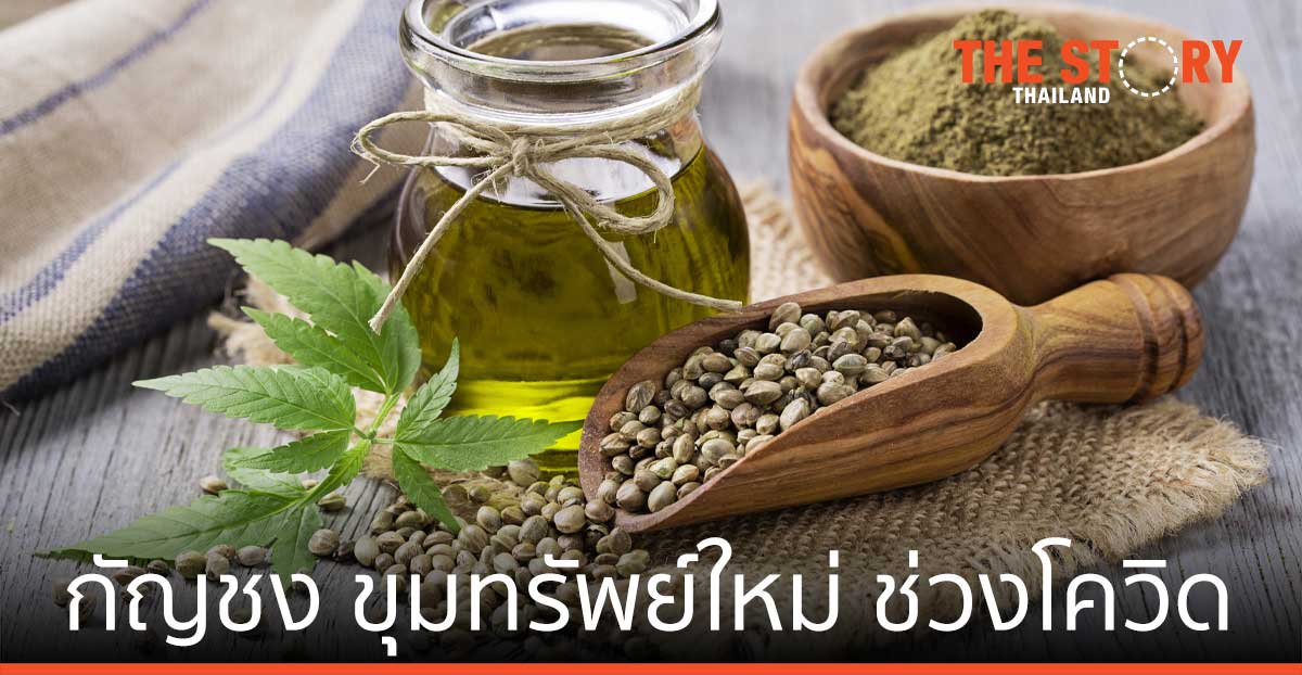 กัญชง ขุมทรัพย์ใหม่ ธุรกิจไทยช่วงยุคโควิด