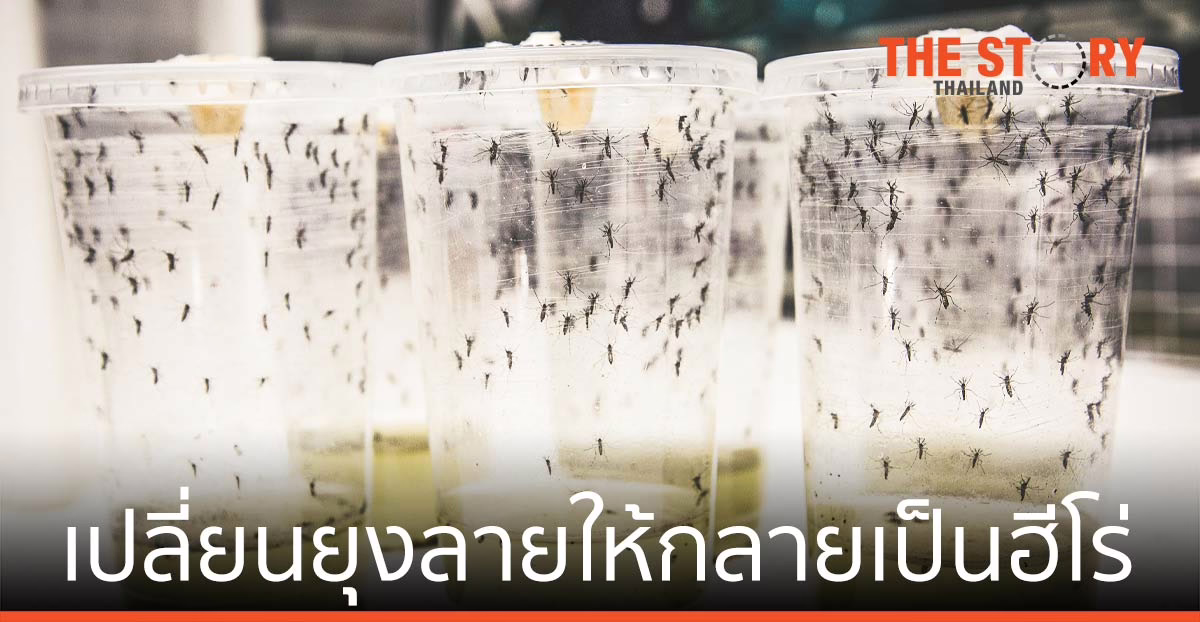 สู้ภัยไข้เลือดออก เปลี่ยนยุงลาย ให้กลายเป็นฮีโร่ช่วยชีวิต ด้วยเชื้อวูลบัคเคีย