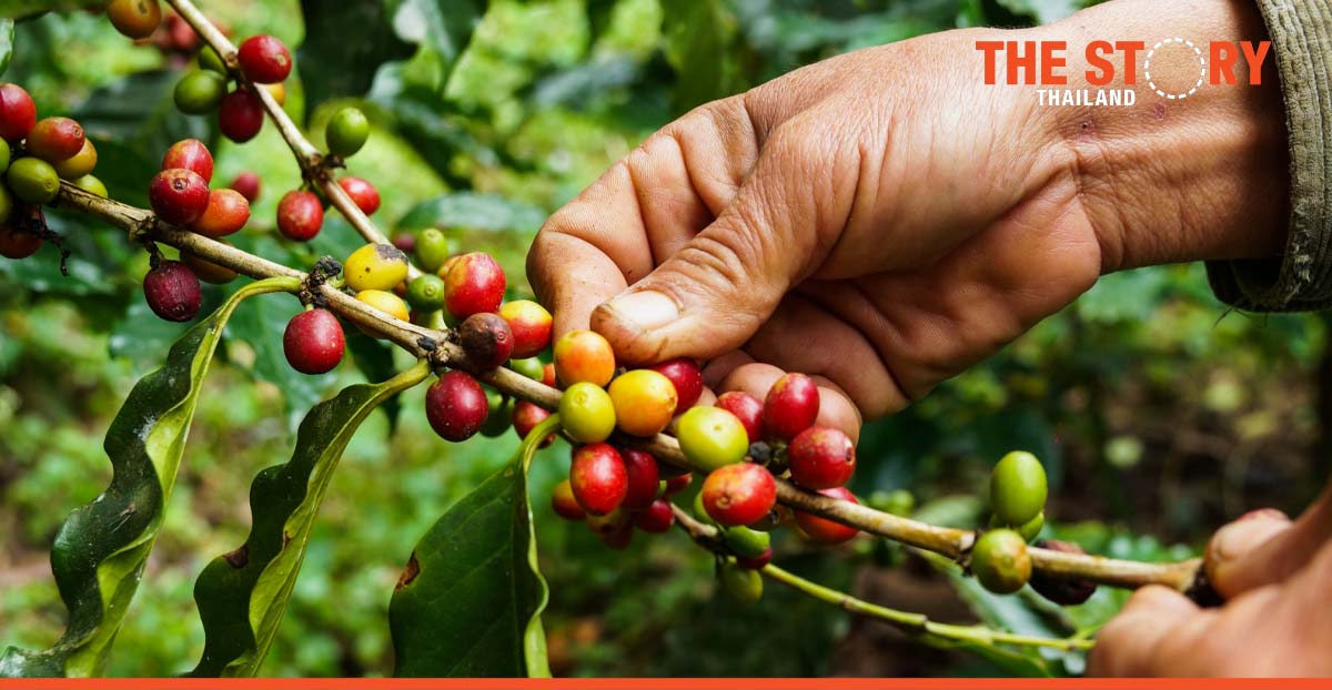 Heifer International and IBM work with coffee and cocoa farmers in Honduras to increase access to data and global markets