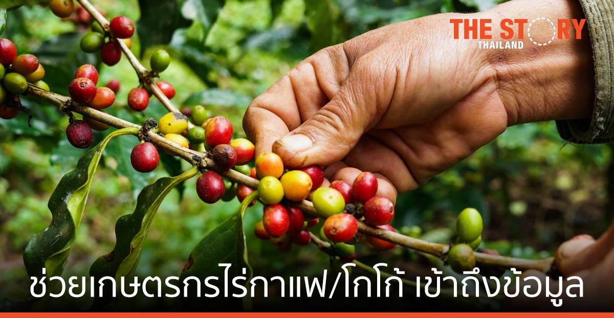 ไอบีเอ็ม ช่วยเกษตรกรไร่กาแฟ/โกโก้ในฮอนดูรัส เข้าถึงข้อมูล/ช่องทางจำหน่าย