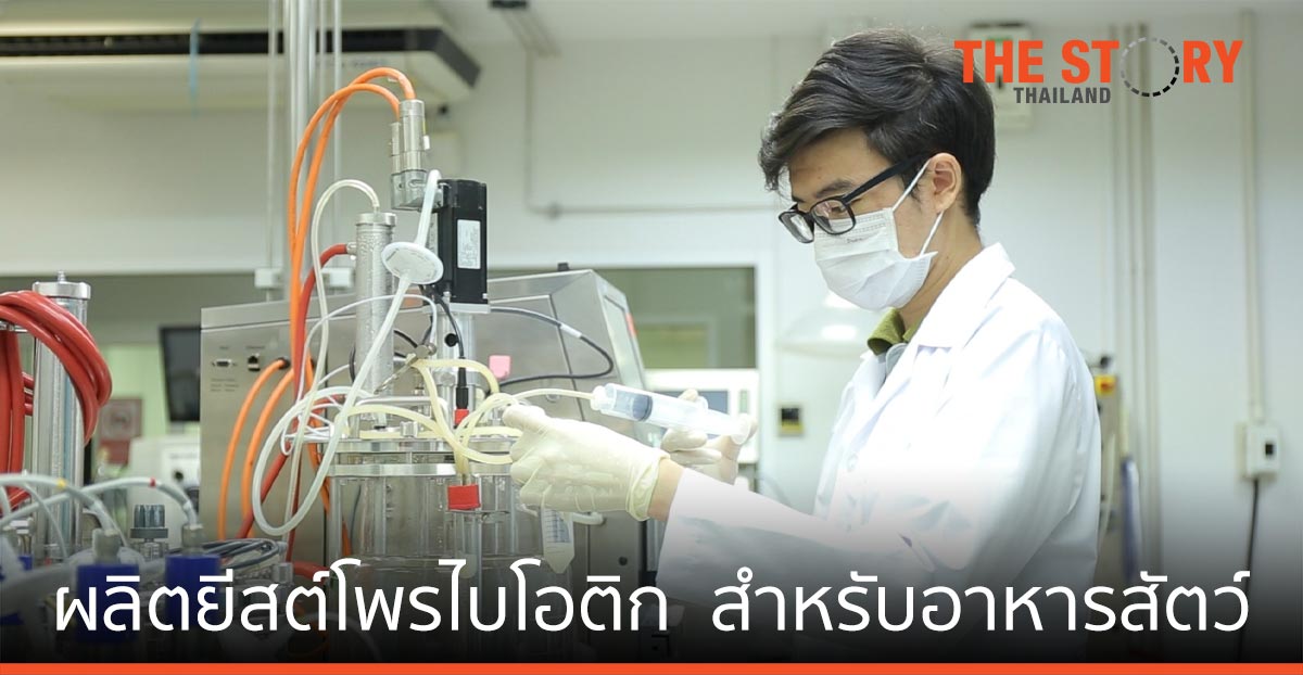 ไบโอเทค สวทช. ผลิตยีสต์โพรไบโอติก สำหรับอุตสาหกรรมอาหารสัตว์