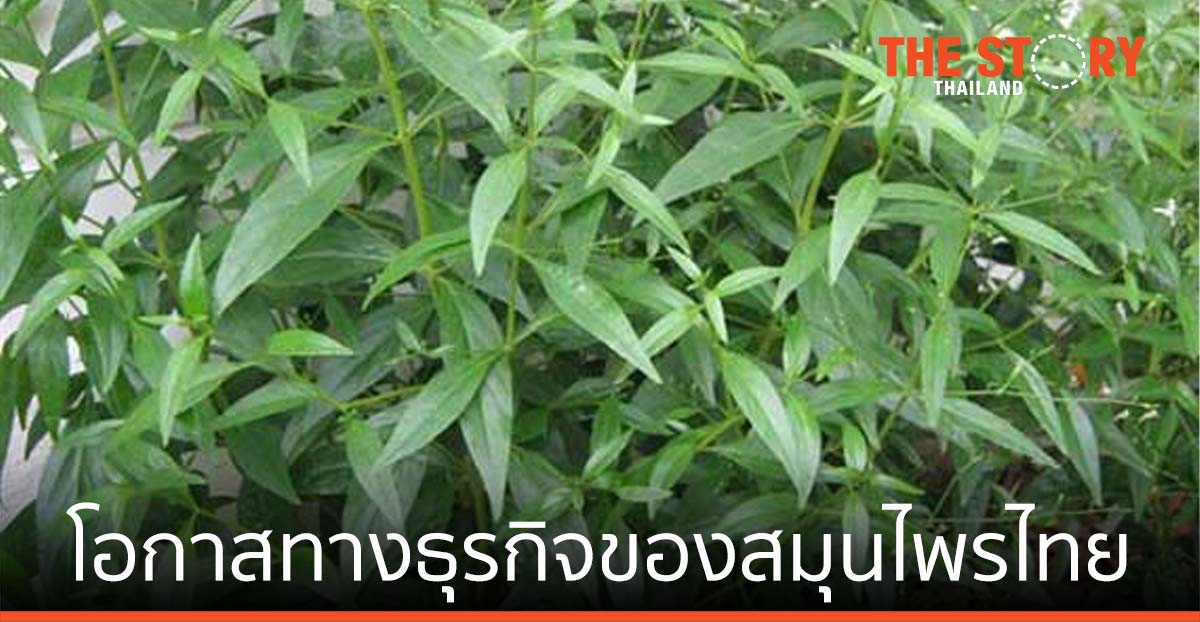 ฟ้าทะลายโจร โอกาสทางธุรกิจของสมุนไพรไทย