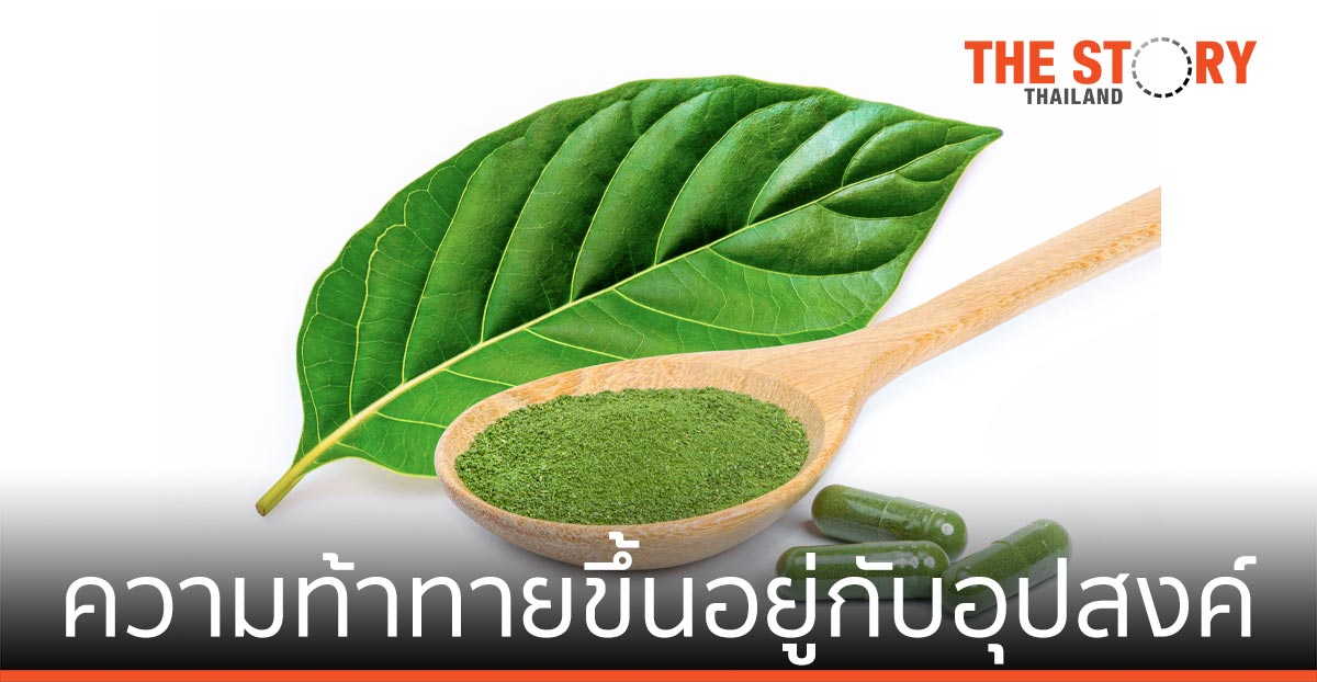 โอกาสทางธุรกิจใหม่จาก “พืชกระท่อม”