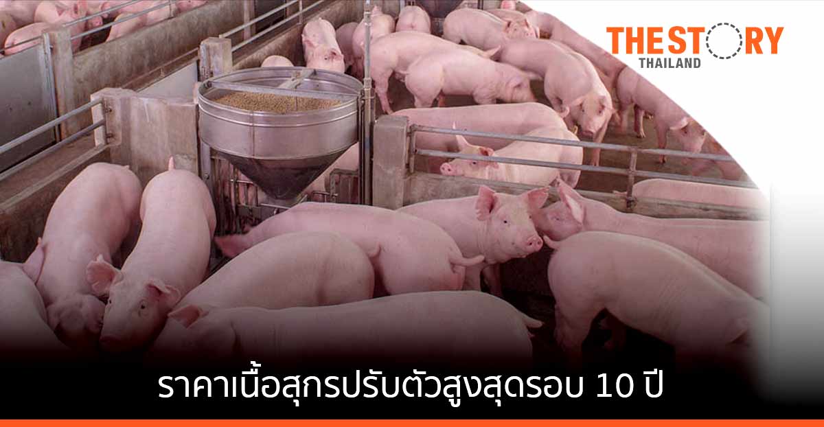 ราคาเนื้อสุกรปรับตัวสูงสุดในรอบ 10 ปี กระทบค่าอาหารเพิ่มขึ้นราว 8-10%