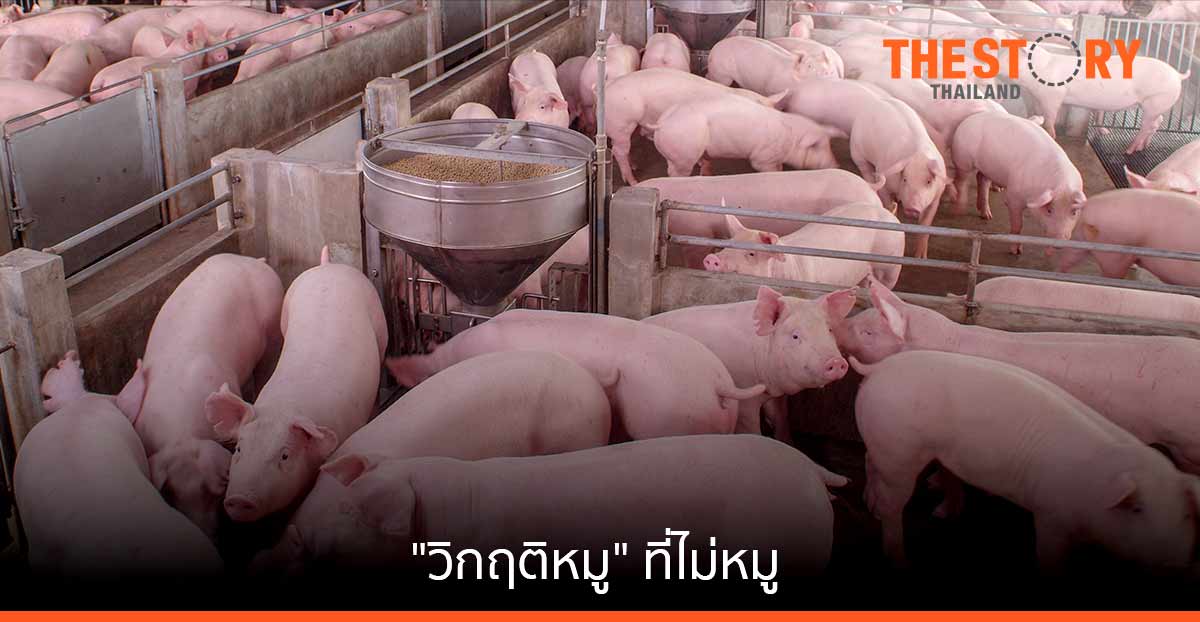 ไขความจริง "วิกฤติหมู" ที่ไม่หมู