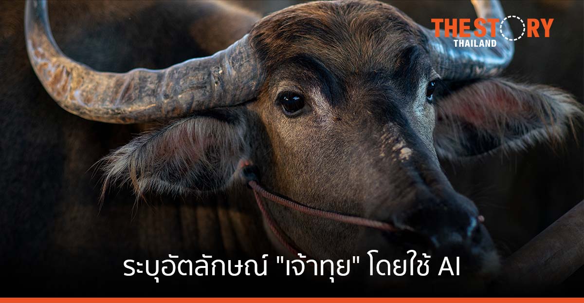 ม.มหิดล ค้นพบวิธีใหม่ ระบุอัตลักษณ์ “เจ้าทุย” โดยใช้ AI จดจำและจำแนก “ลายจมูก” ครั้งแรก