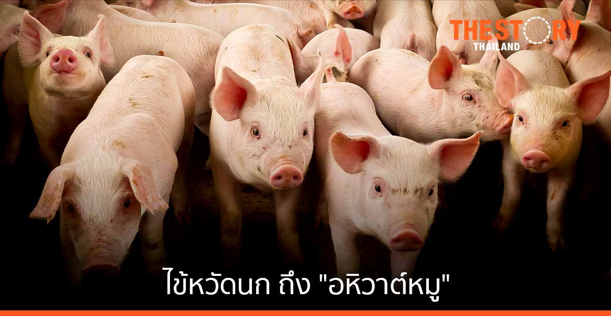 ไข้หวัดนก ถึง "อหิวาต์หมู" ... บทเรียนซ้ำซาก