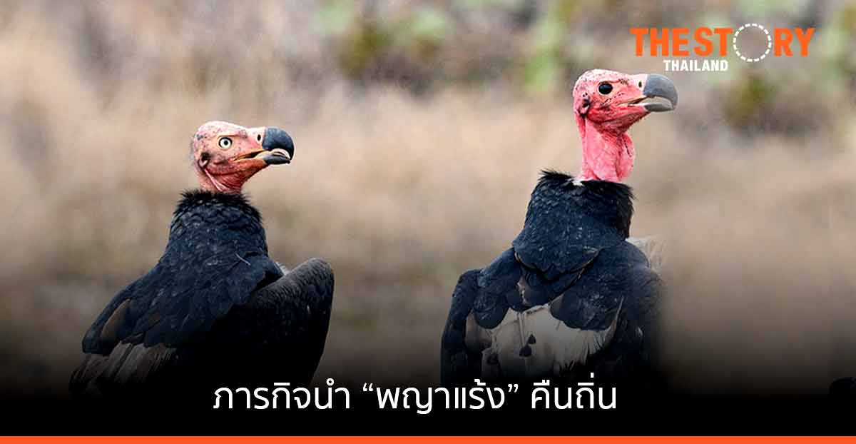 ภารกิจนำ “พญาแร้ง” คืนถิ่น ความหวังของการฟื้นฟูแร้งในธรรมชาติ