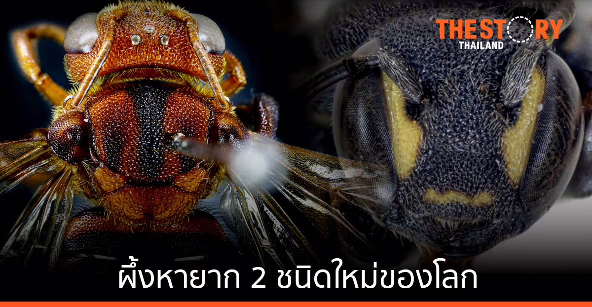 นักวิจัยค้นพบผึ้งหายาก 2 ชนิดใหม่ของโลก “ผึ้งหยาดอำพันภูจอง” และ “ผึ้งบุษราคัมภูจอง”