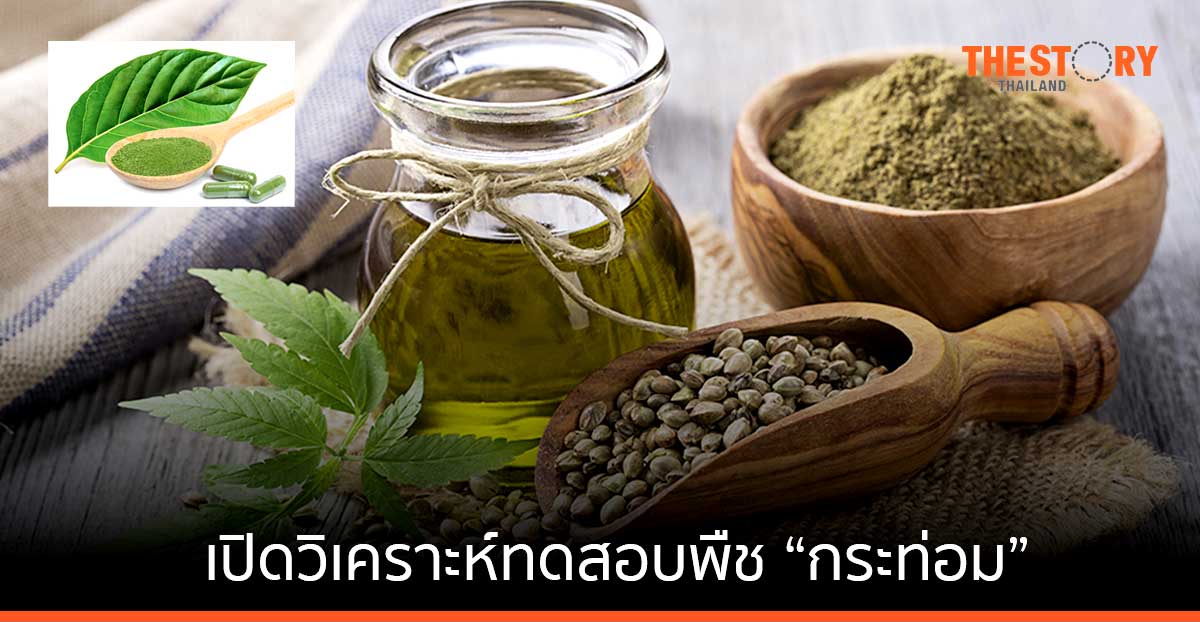 NCTC สวทช. เปิดแล็บบริการตรวจวิเคราะห์พืช “กระท่อม” ต่อจาก “กัญชา-กัญชง”