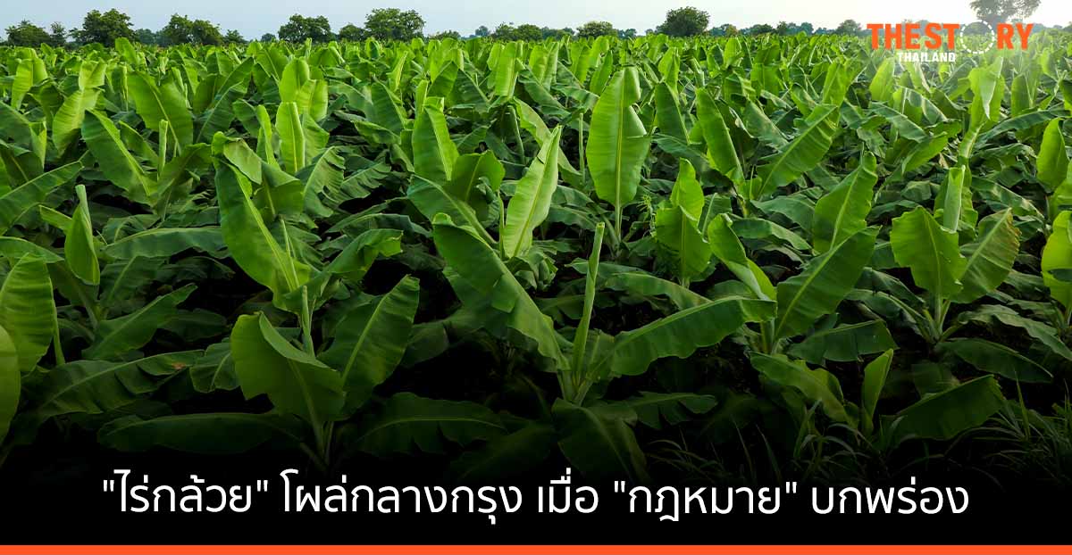 "ไร่กล้วย" โผล่กลางกรุง ... เมื่อ "กฎหมาย" บกพร่อง