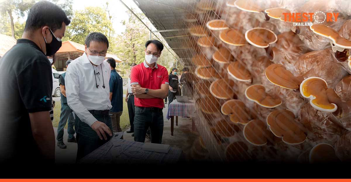 dtac, Chaipattana and NECTEC Reveal Major Breakthrough on Lingzhi Cultivation via 5G on 700 MHz