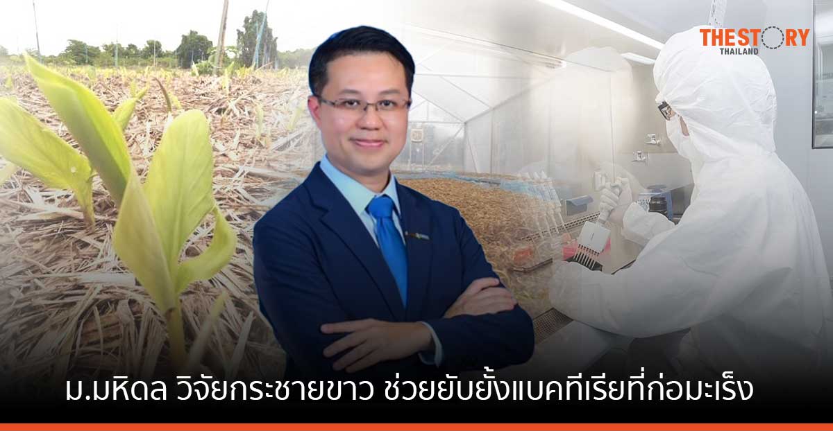 ม.มหิดล วิจัยกระชายขาว ช่วยยับยั้งแบคทีเรียที่ก่อมะเร็งกระเพาะอาหาร เตรียมบุกตลาดโลก