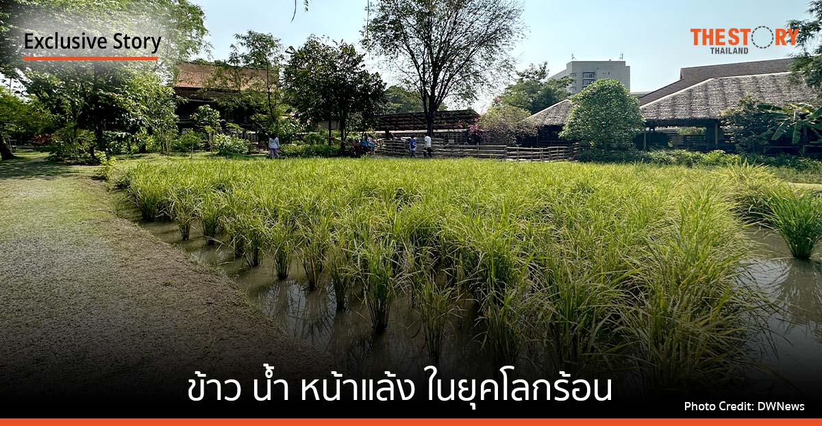 ข้าว น้ำ หน้าแล้ง ในยุคโลกร้อน