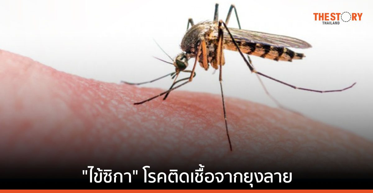 ม.มหิดล คิดค้น วัคซีนป้องกัน ไข้ซิกาสายพันธุ์เอเชีย