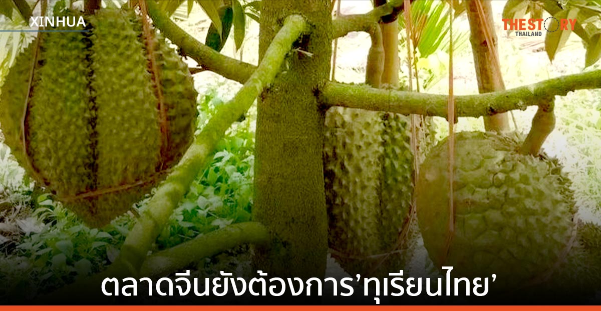 คนวงในธุรกิจชี้ ตลาดจีนยังต้องการ 'ทุเรียนไทย' แม้ทุเรียนไหหลำวางตลาด