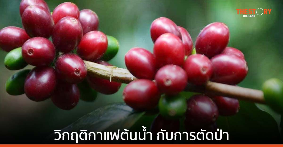 ‘Climate Change’ ความท้าทายครั้งใหญ่ของกาแฟไทย