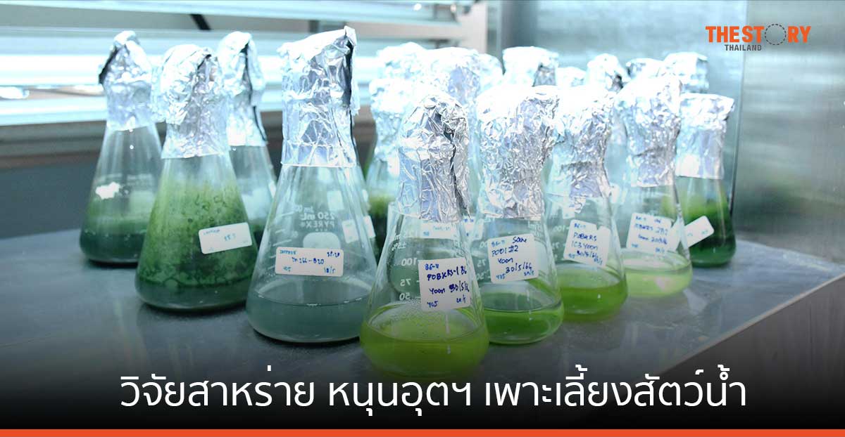 ไบโอเทค เดินหน้าวิจัยเทคโนโลยีชีวภาพด้านสาหร่าย หนุนอุตฯ เพาะเลี้ยงสัตว์น้ำ หวังเป็นผู้นำส่งออกสัตว์น้ำโลกอีกครั้ง