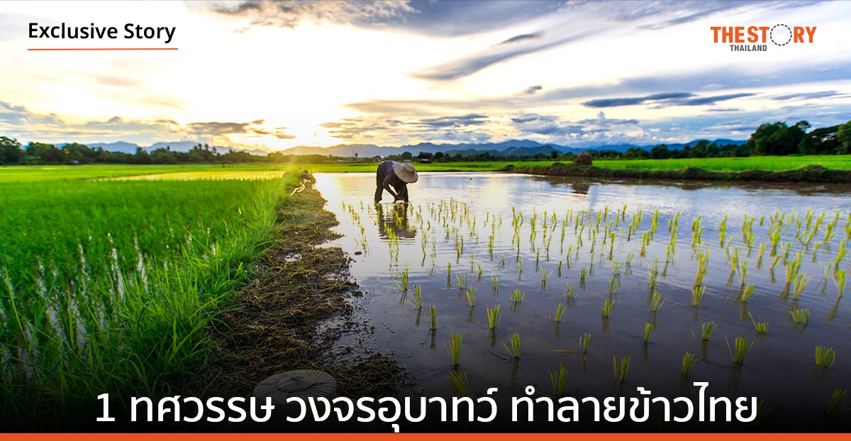1 ทศวรรษ วงจรอุบาทว์ ทำลายข้าวไทย