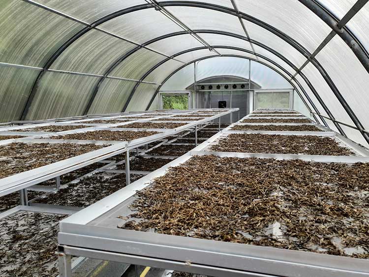 ปลูกชา ปลูกชีวิต พัฒนาชุมชนลาหู่ดอยปู่หมื่น สู่ชุมชนต้นแบบสร้างสังคม เศรษฐกิจ สิ่งแวดล้อมแบบยั่งยืน