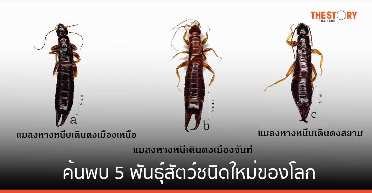 อพวช. ค้นพบ 5 พันธุ์สัตว์ชนิดใหม่ของโลก