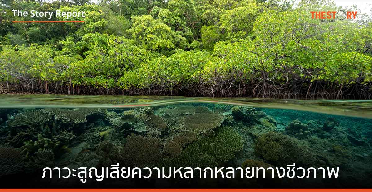 ภาวะสูญเสียความหลากหลายทางชีวภาพ ภัยร้ายคุกคามเศรษฐกิจและสังคมมนุษย์