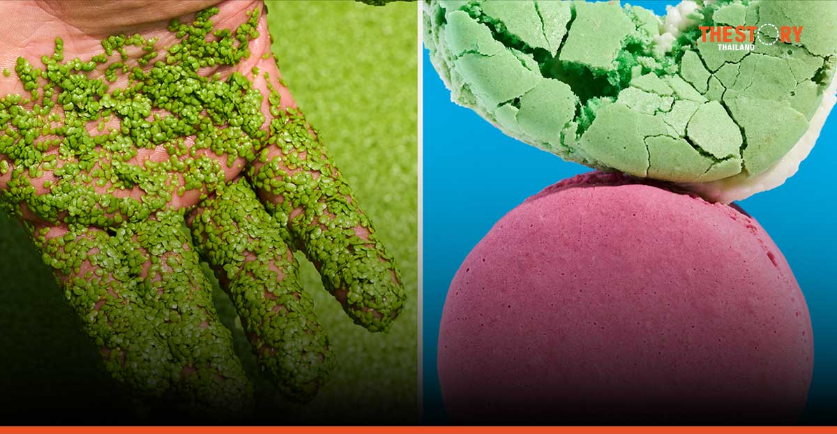 Betagro ร่วมทุนรอบ Series B ใน ‘Plantible’ เดินหน้าสร้างระบบอาหารที่มั่นคงและยั่งยืน