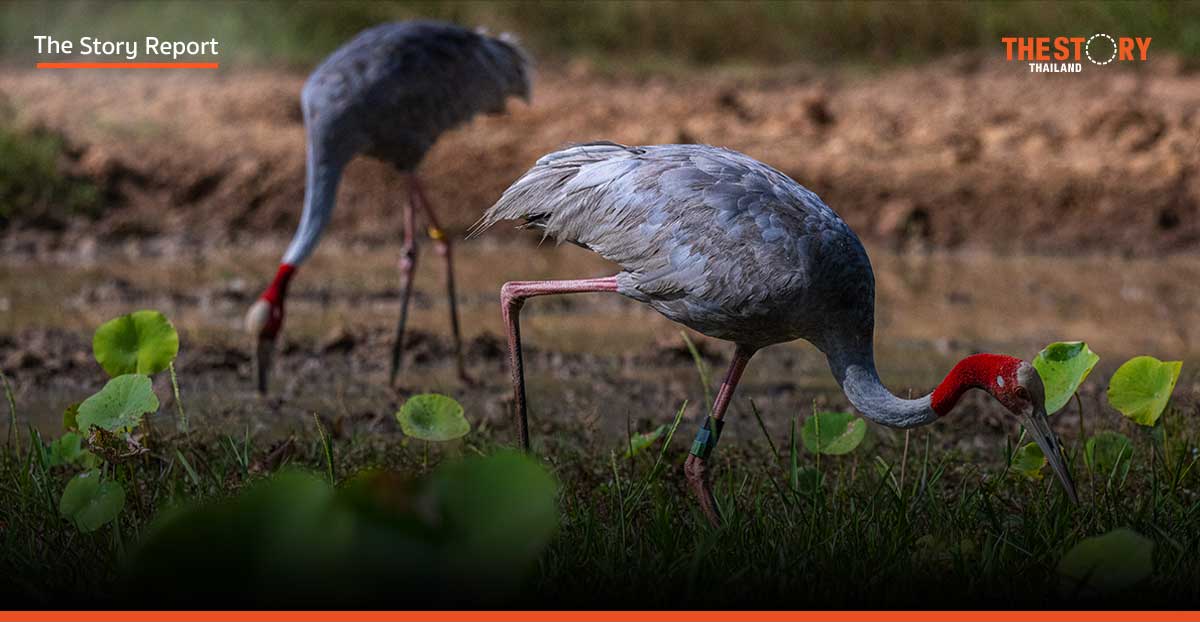 นกกระเรียนฟื้นคืน พื้นที่ชุ่มน้ำ บุรีรัมย์ วัฏจักรหมุนเวียนเพิ่มความหลากหลายทางชีวภาพ