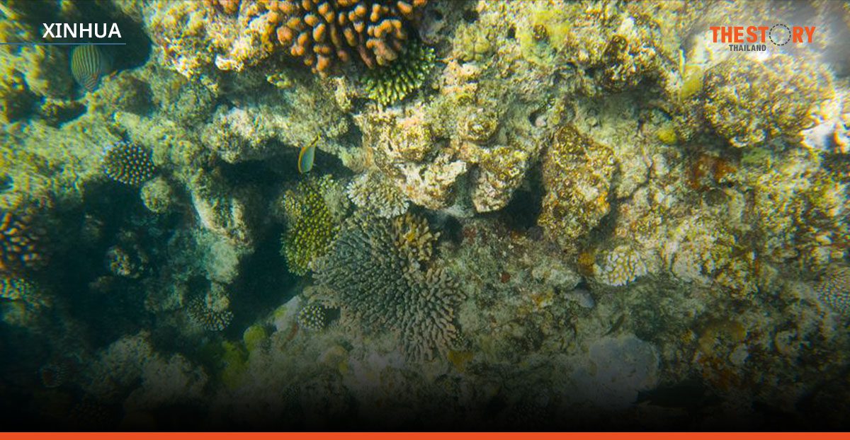 นักวิทย์ออสเตรเลียใช้ AI ช่วยพิทักษ์แนวปะการังเกรตแบร์ริเออร์รีฟ