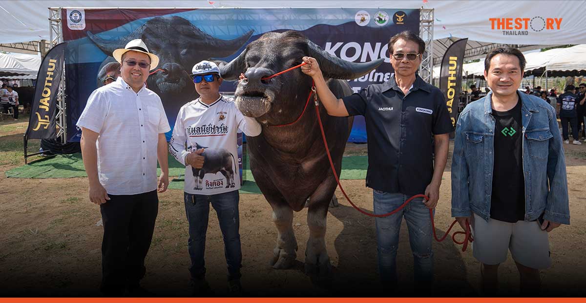 'คิงคอง' ควายไทย 185 ซม. ทำลายสถิติควายน้ำที่สูงที่สุดในโลกจาก Guinness World Records