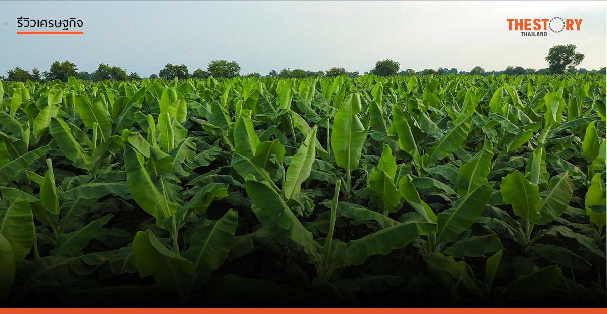 ปลูกกล้วยแทนปลูกข้าว ..คิดได้