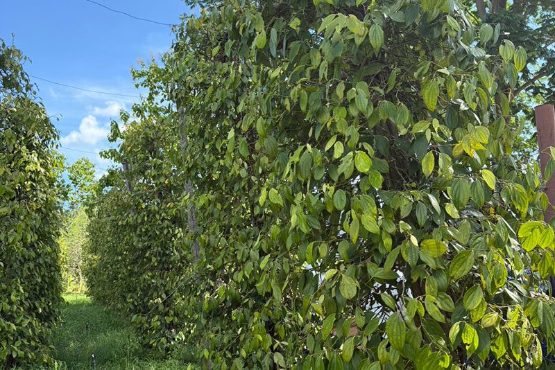 ต้นพริกไทย