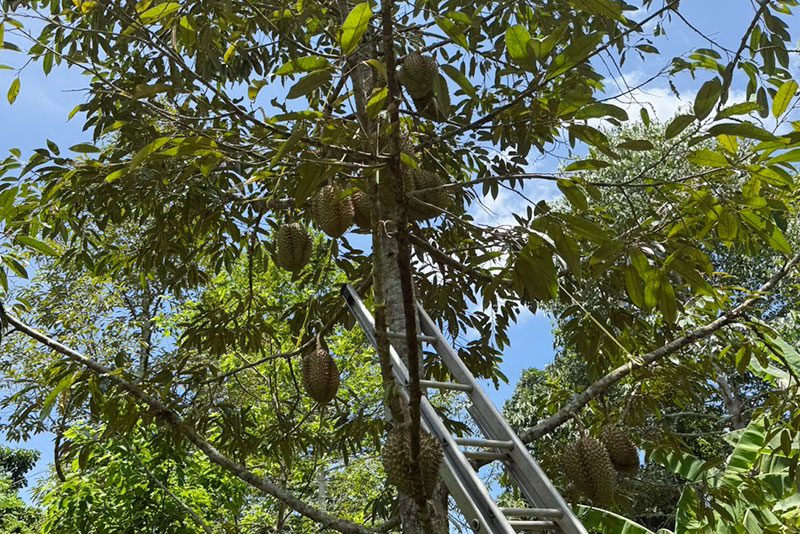 ทุเรียน จันทบุรี