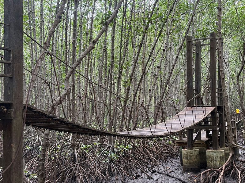 อ่าวคุ้งกระเบน พื้นที่ป่าชายเลน